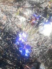 Aristea oligocephala