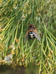 Microtropesa sinuata