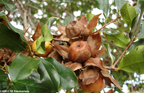 Diospyros platycalyx