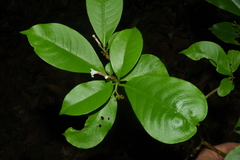 Rauvolfia