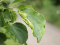 Trichochermes walkeri