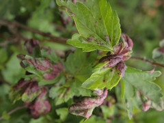 Cryptomyzus korschelti