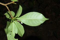 Rauvolfia