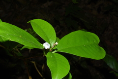 Rauvolfia
