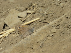Hyponephele comara