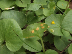 Uromyces rumicis