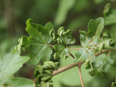 Dasineura irregularis