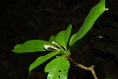 Rauvolfia