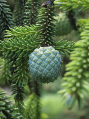 Adelges nordmannianae