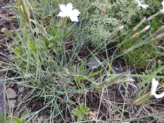 Dianthus cretaceus