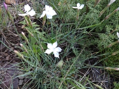 Dianthus cretaceus