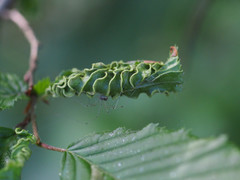 Aculops macrotrichus
