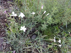 Dianthus cretaceus