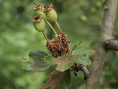 Gymnosporangium clavariiforme