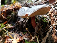 Xerocomellus zelleri