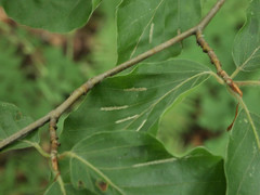 Aceria nervisequa