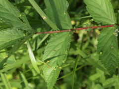 Dasineura ulmaria