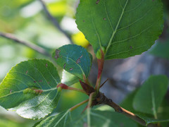 Pemphigus populinigrae