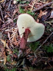 Xerocomellus zelleri