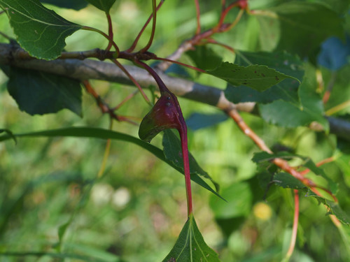 Poplar Gall Aphid