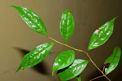Symplocos adenophylla