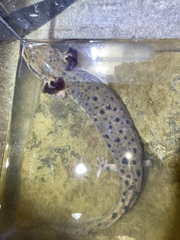 Necturus maculosus
