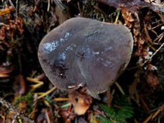 Xerocomellus zelleri