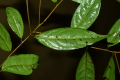 Symplocos adenophylla