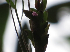 Dendrobium sagittatum
