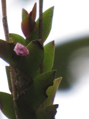 Dendrobium sagittatum