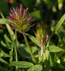 Trifolium dasyurum