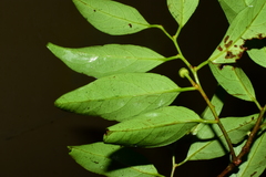 Anacolosa