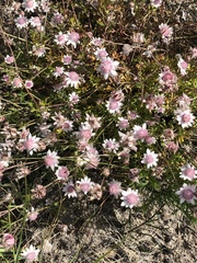 Actinotus forsythii