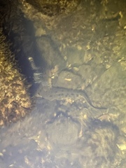 Necturus maculosus