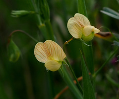 Lathyrus hierosolymitanus