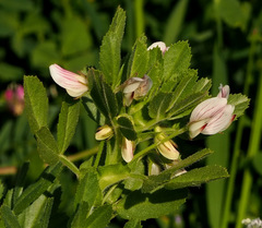Ononis biflora