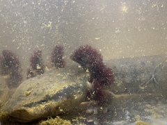 Necturus maculosus