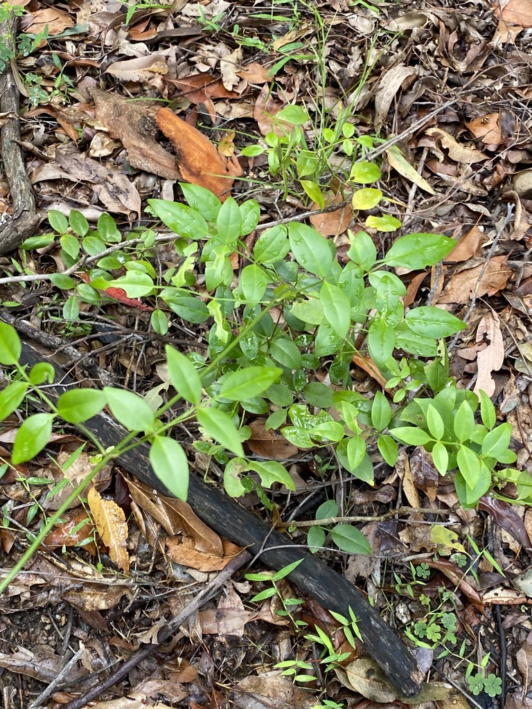 Pandorea jasminoides, Bridgeman Downs, Queensland, Australia