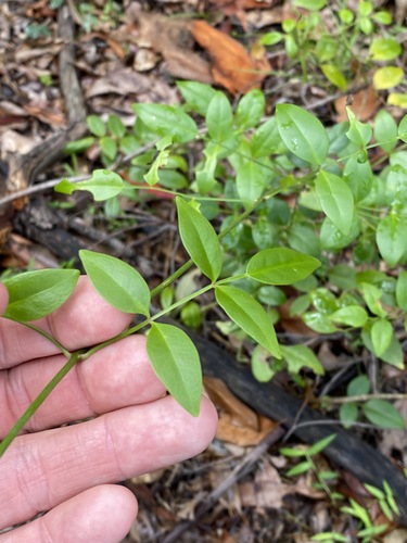 Pandorea jasminoides