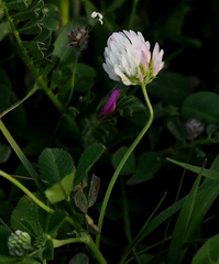 Trifolium glanduliferum