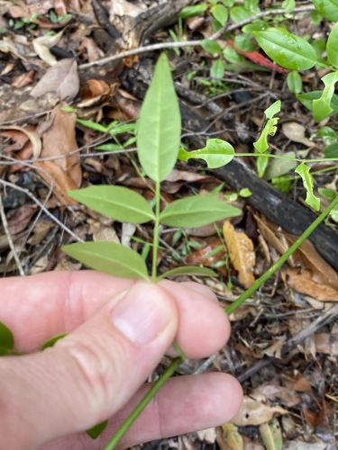 Pandorea jasminoides