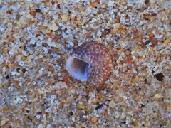 Eurytrochus strangei