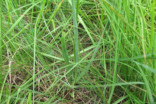 Marsh Chink (Ornithogalum paludosum)
