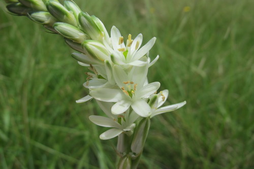 Image of Ornithogalum paludosum by (c) James Deacon, some rights reserved (CC BY-SA)