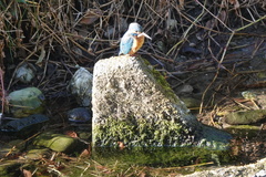 Alcedo atthis