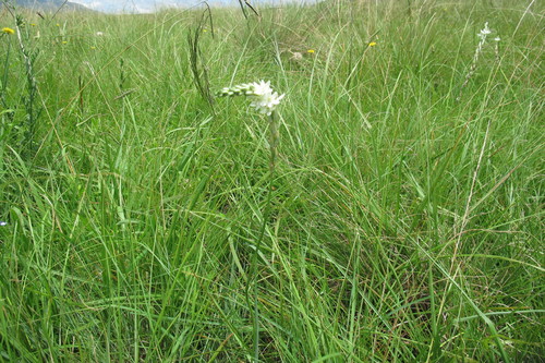Image of Ornithogalum paludosum by (c) James Deacon, some rights reserved (CC BY-SA)
