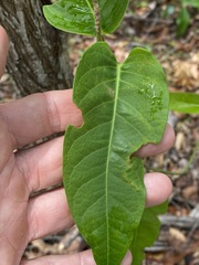 Parsonsia brisbanensis