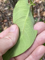 Parsonsia brisbanensis