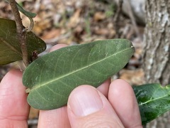 Parsonsia brisbanensis