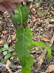Parsonsia brisbanensis